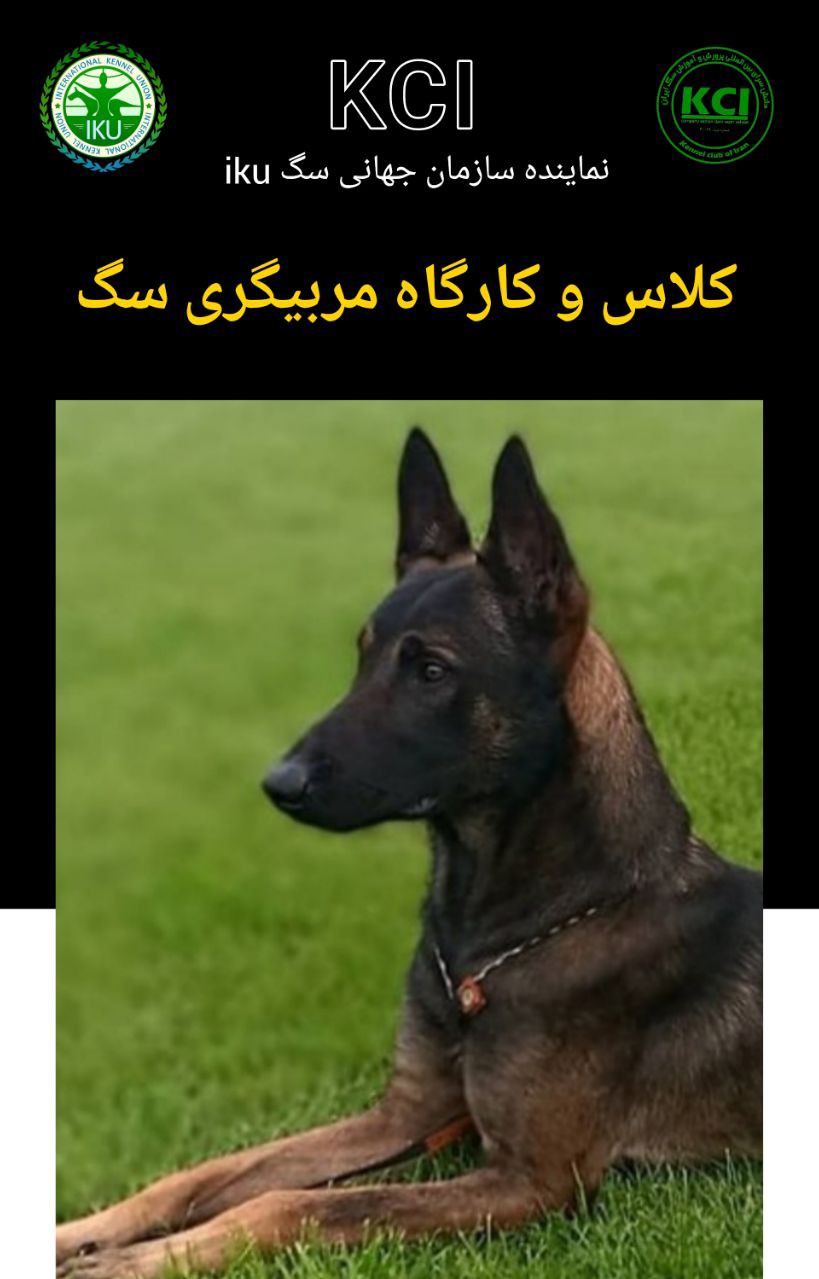 آموزش سگ در کلاس مربیگری سگ نماینده سازمان جهانی سگ ikuدر دانش سرای علوم پرورش و آموزش سگ 02636331211 09120373239
